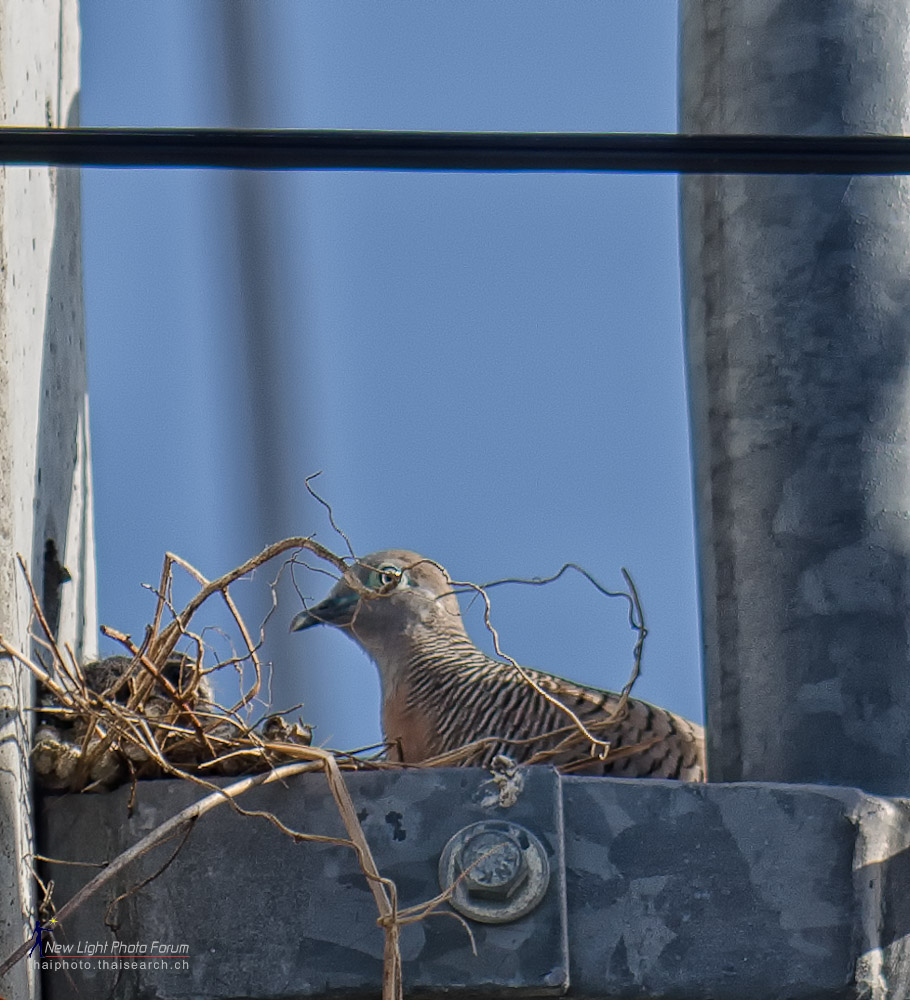 nest.jpg