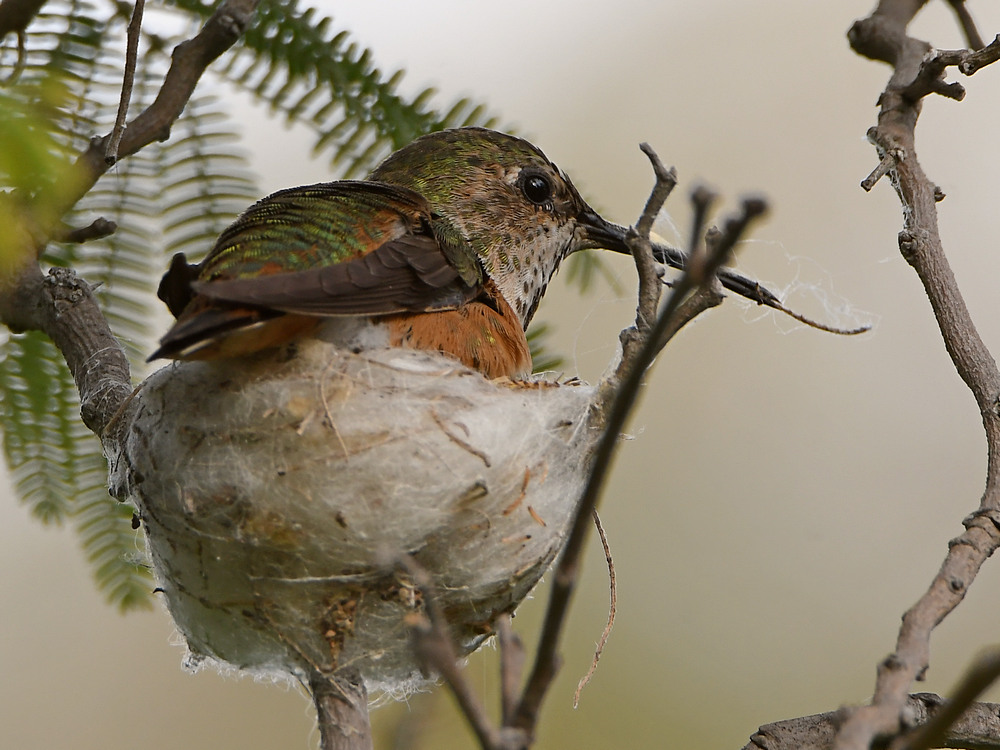Nest2.jpg