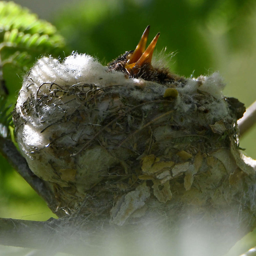 Nest2.jpg