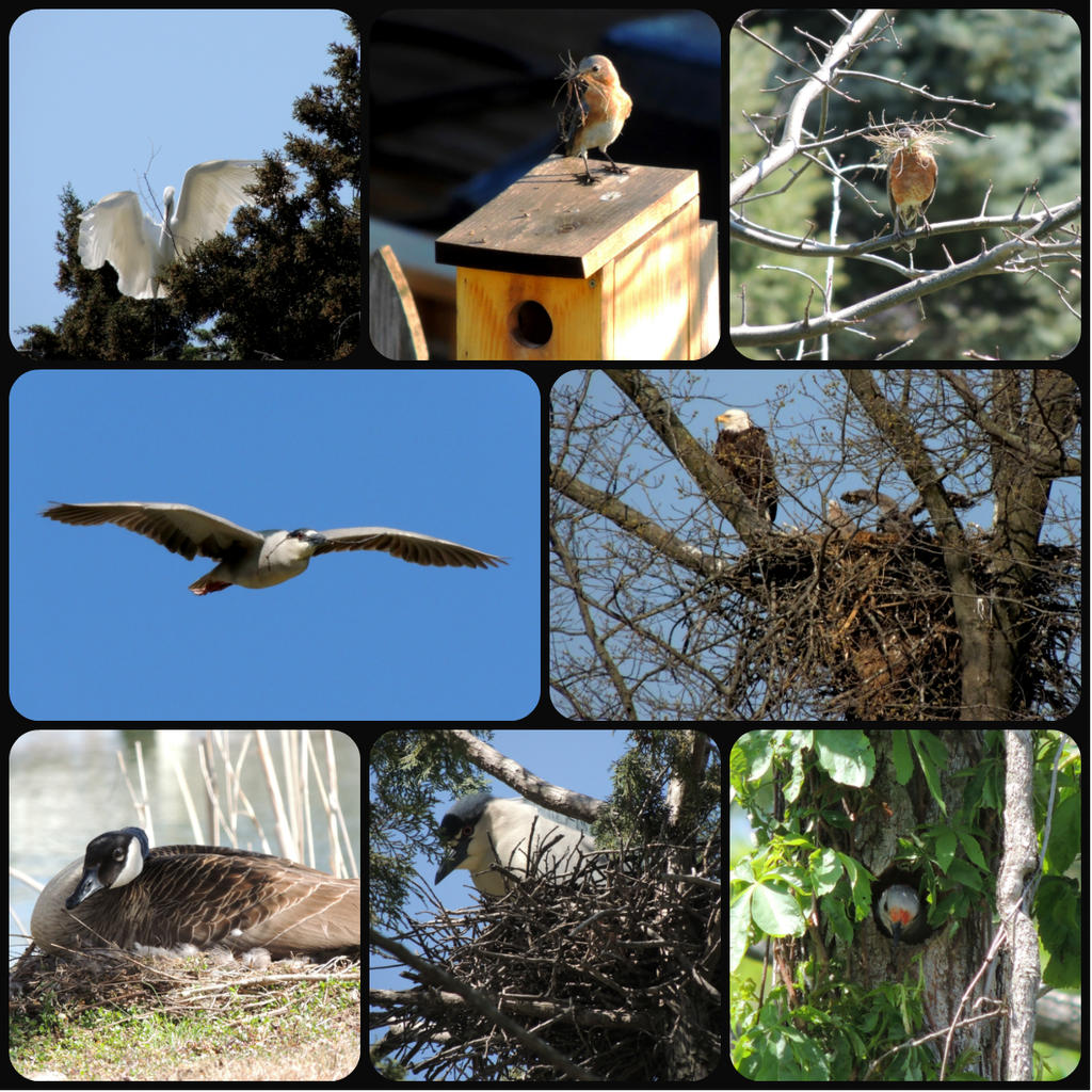 nesting collage.jpg
