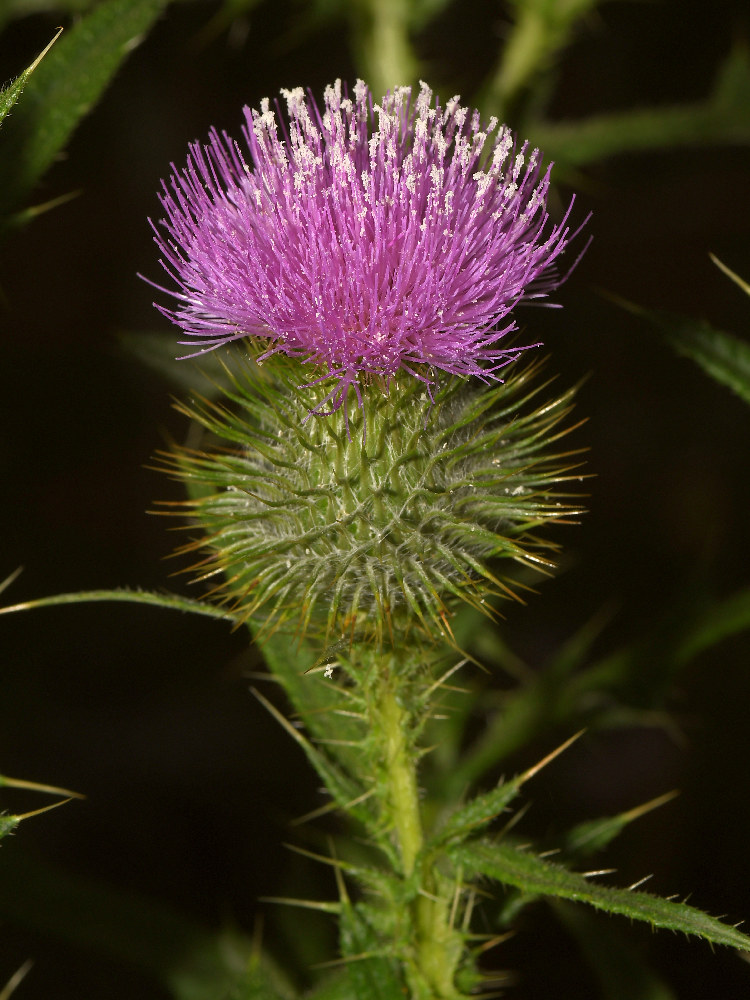 Nettle.jpg