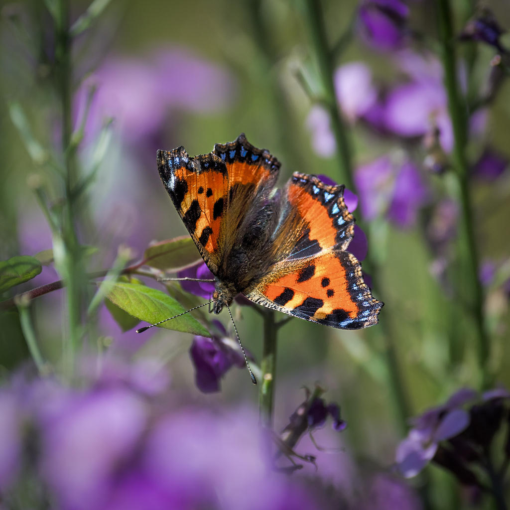 new-butterfly.jpg