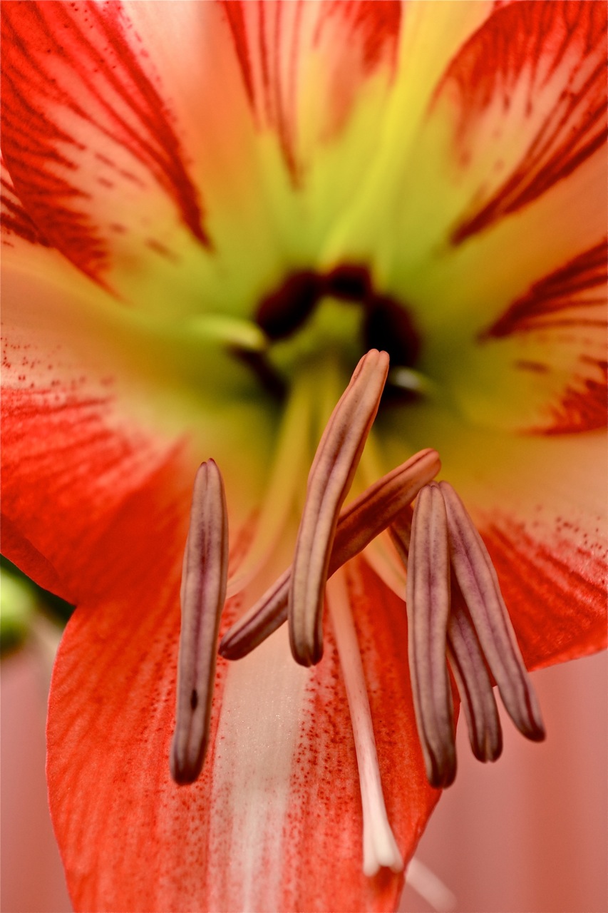 new lily.jpg