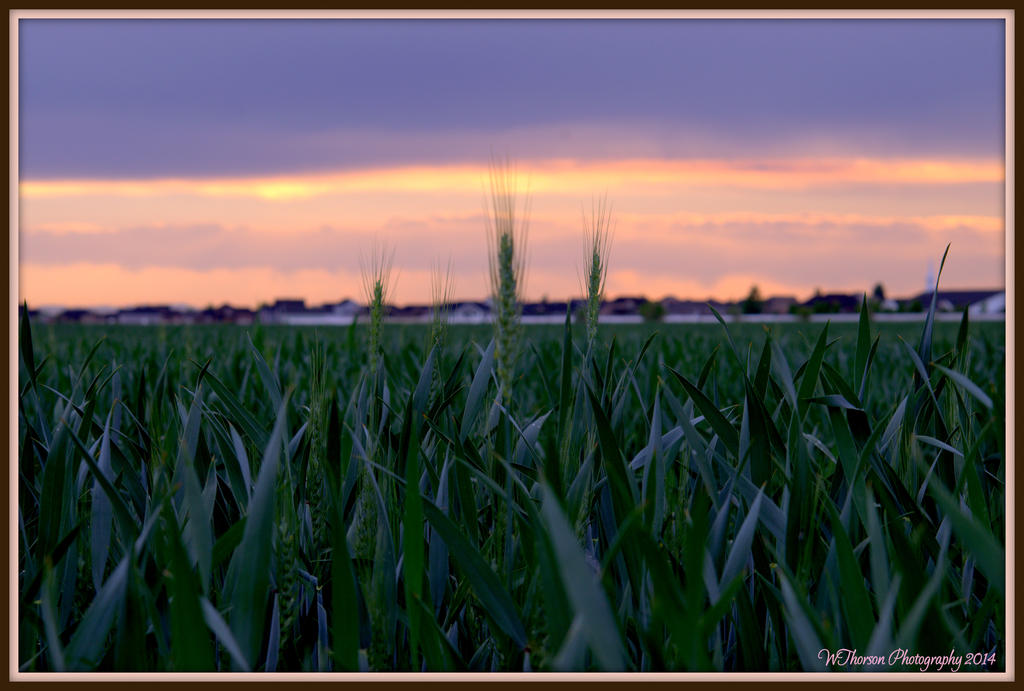 New Wheat 2.jpg