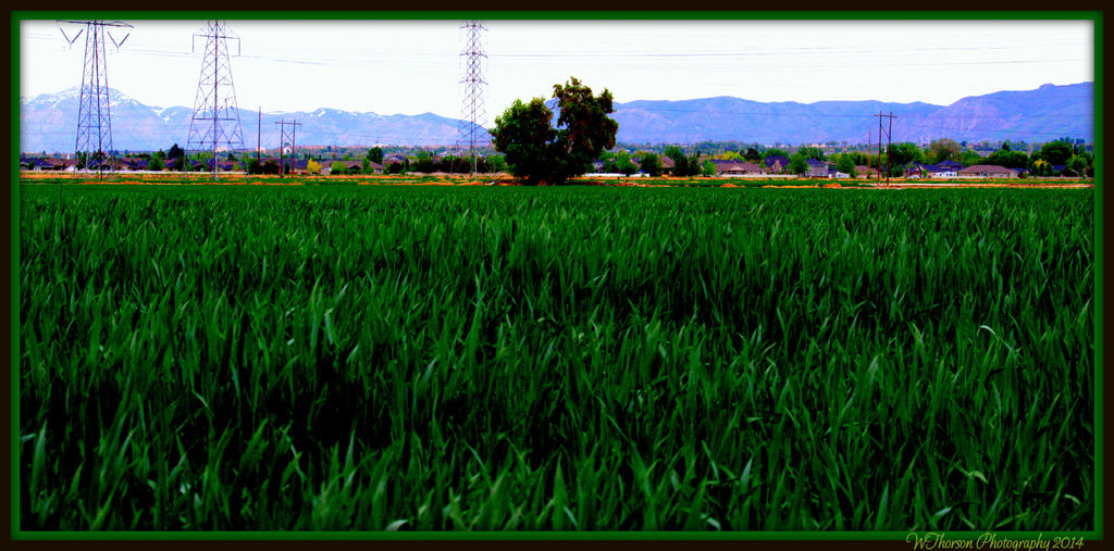 New Wheat Field.jpg
