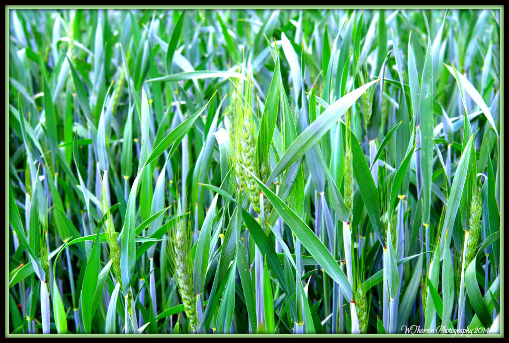 New Wheat.jpg