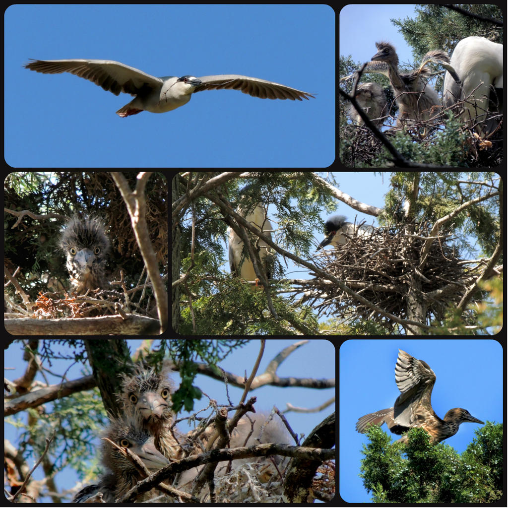 Night Heron collage.jpg