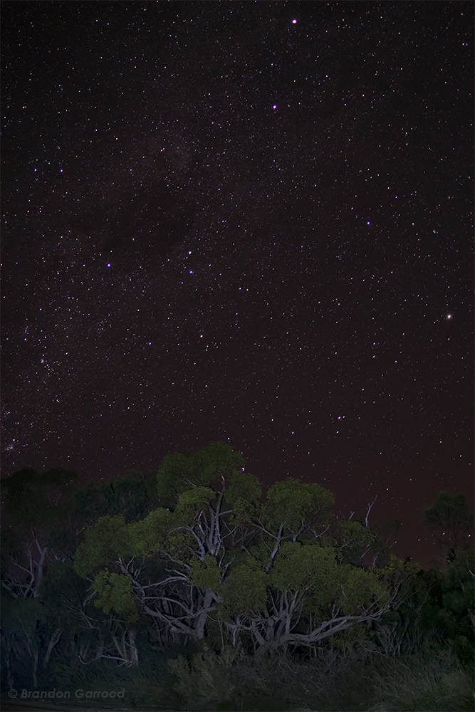 Night Sky Trees CROP.jpg