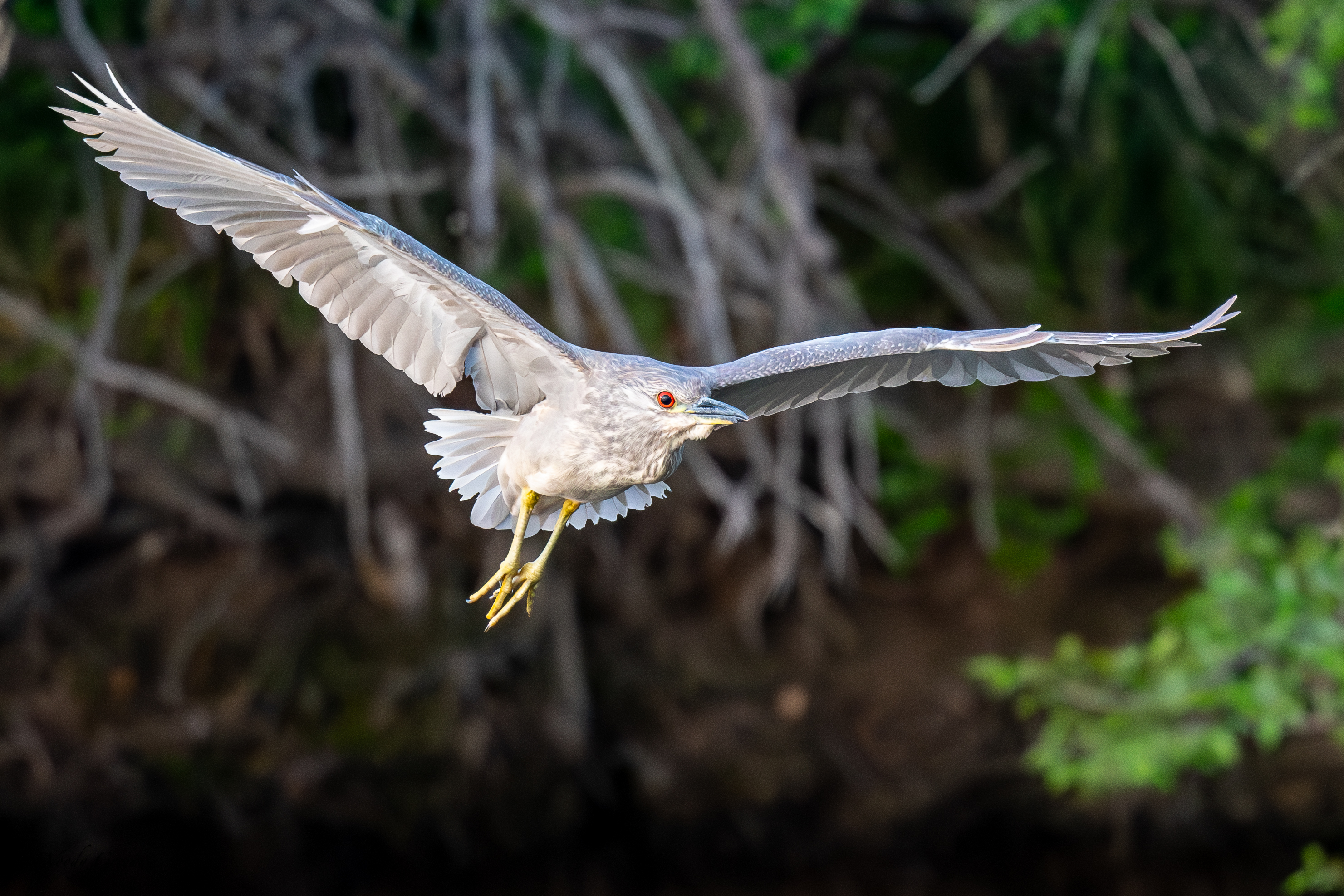 NightHeronFlight-141.jpg