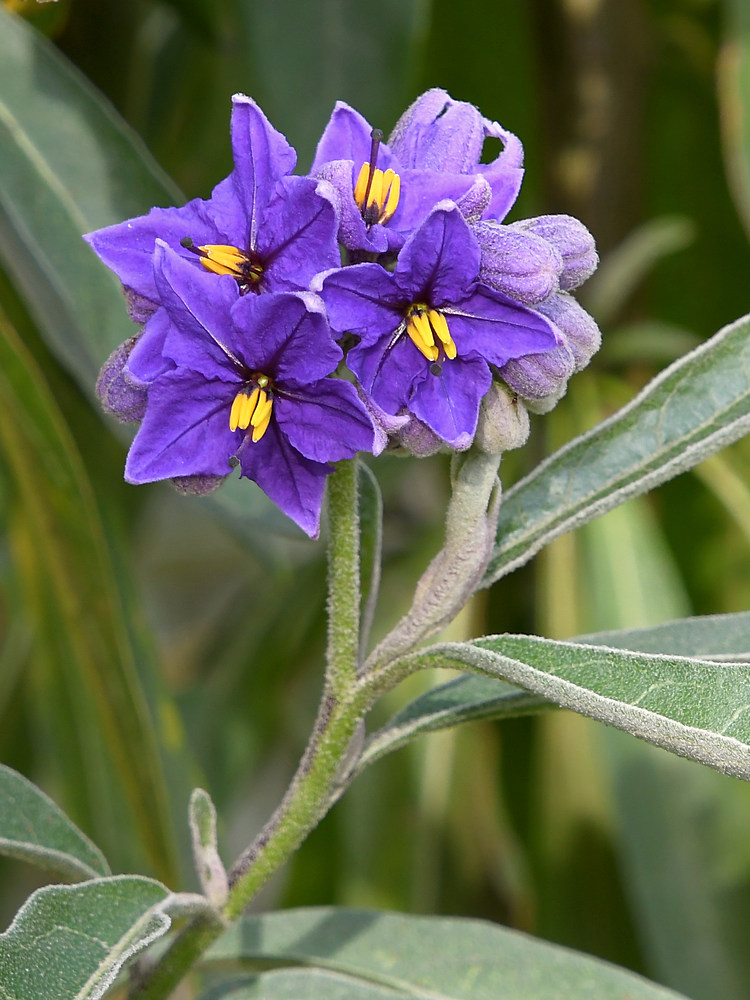 NightShade.jpg