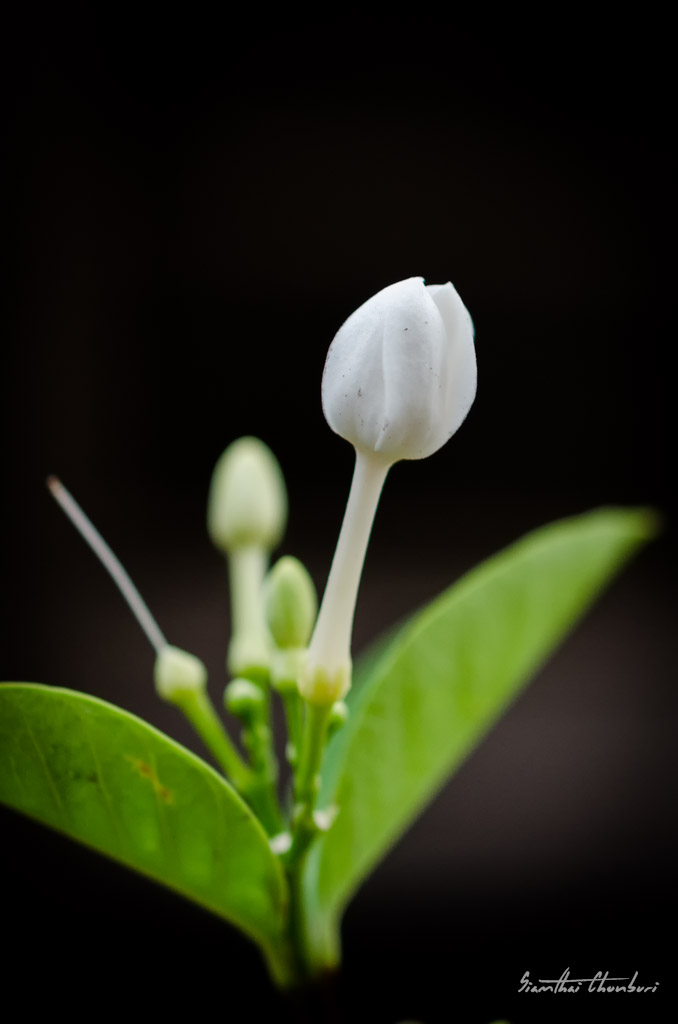 Nikon-40-mm-2.8-4.jpg