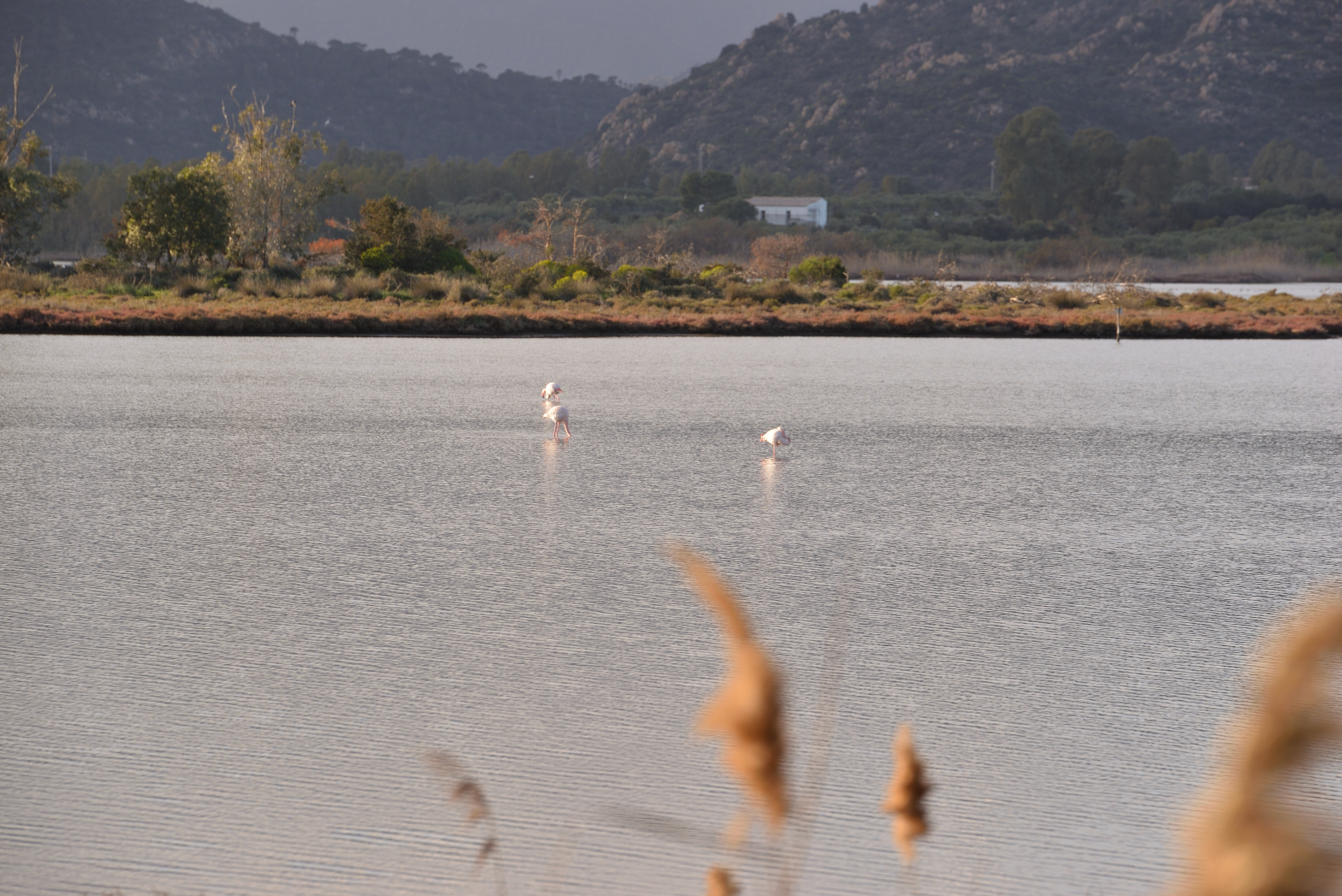 NIKON CORPORATION NIKON D610 6080x4028_000002.JPG