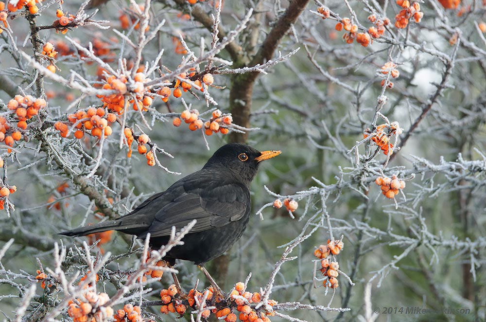 nikon-d7000-sigma-120-400_12068164115_o.jpg