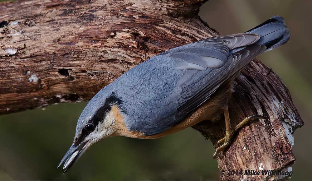 nikon-d7000-sigma-120-400_13108095084_o.jpg