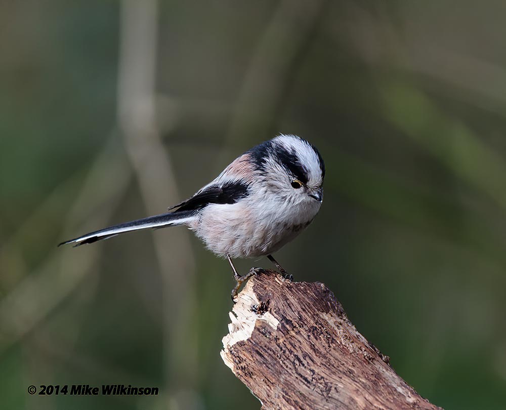 nikon-d7000-sigma-120-400_13108095104_o.jpg