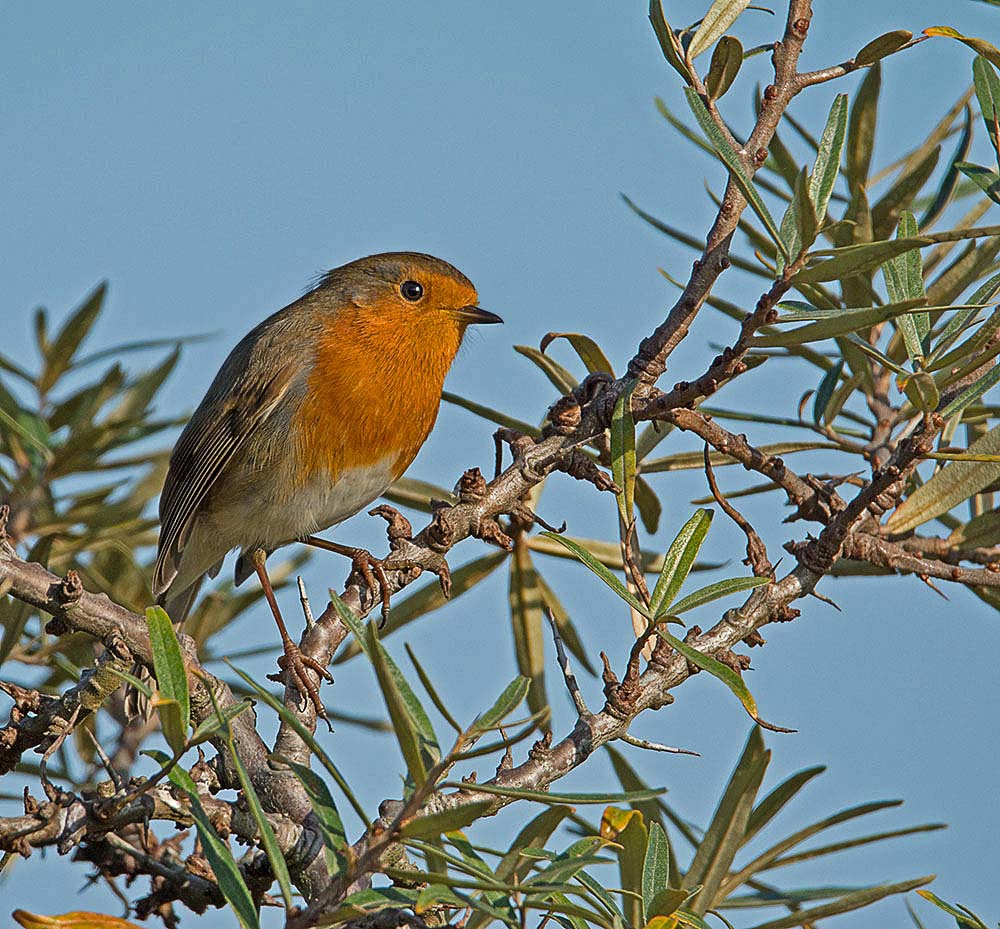 nikon-d7100-tamron-150-600_15502752466_o.jpg