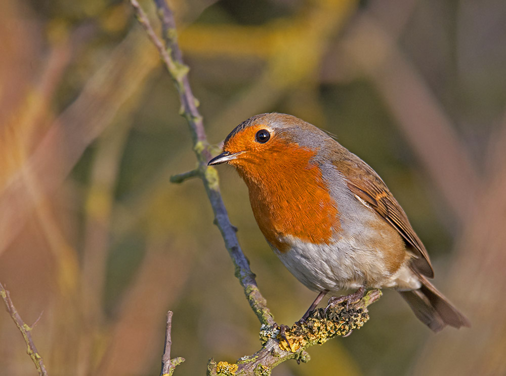 nikon-d7100-tamron-150-600_15648862901_o.jpg