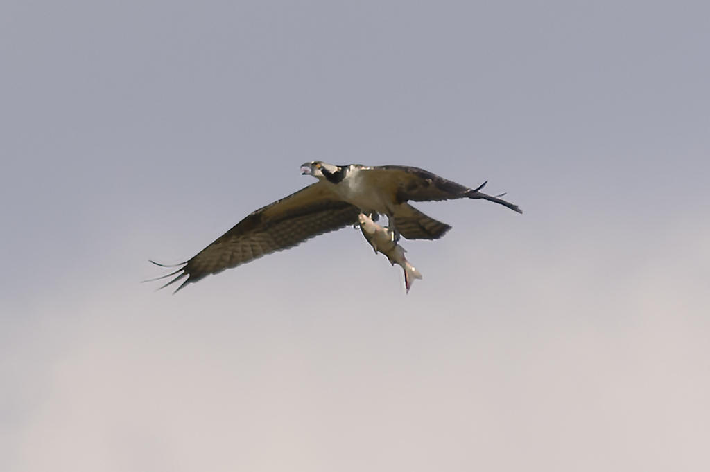 Nikonites NEF.jpg