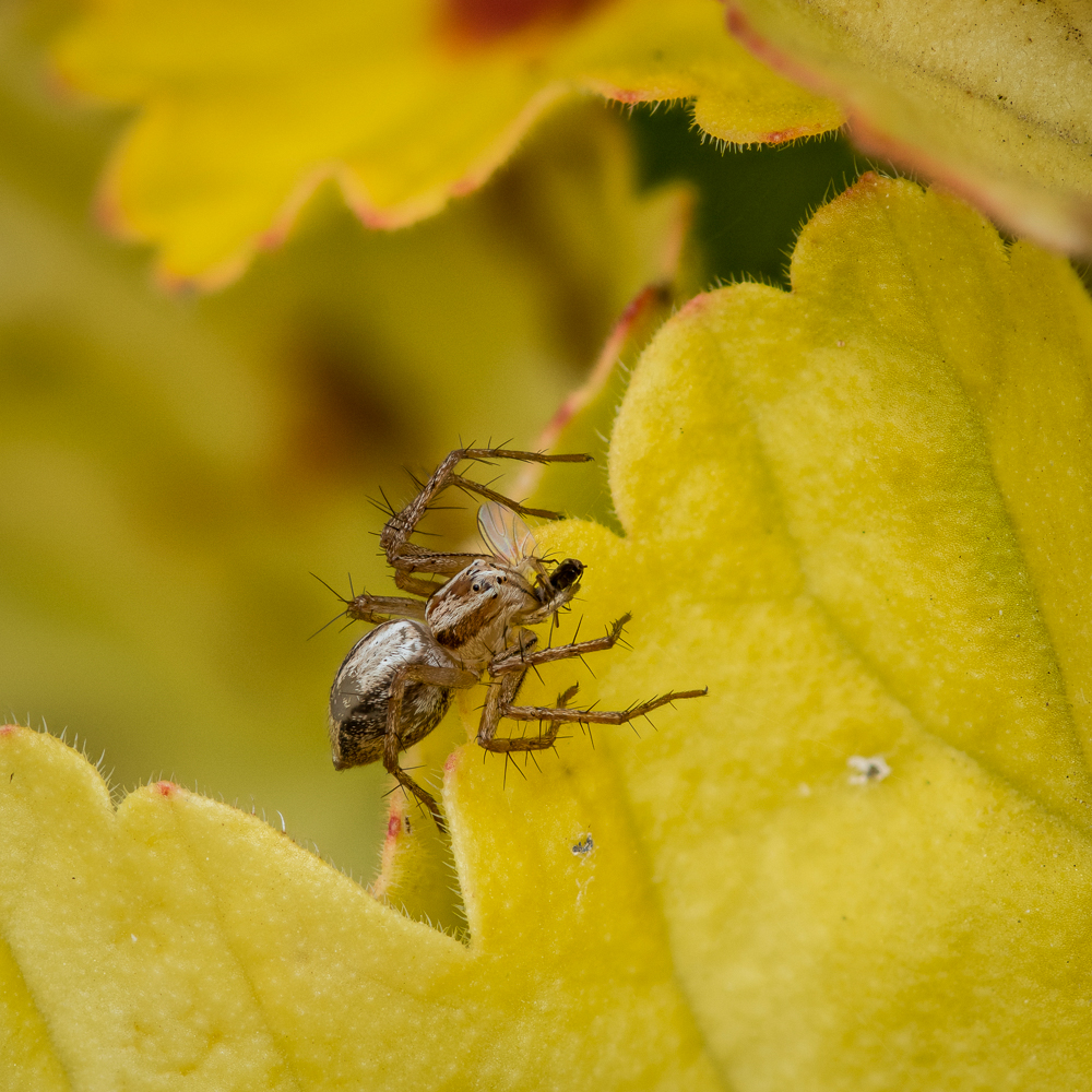 nikonites spider.jpg