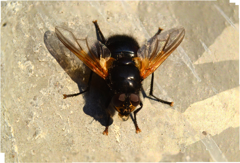 Noon Fly blowing Bubble.jpg