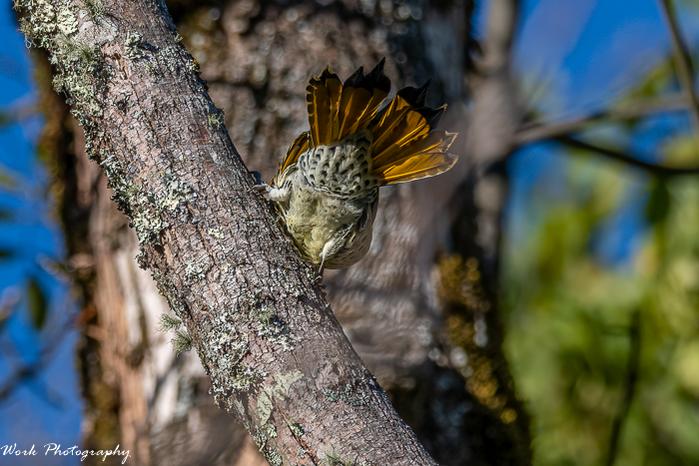 Northern Flicker
