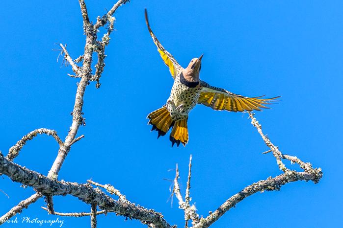 Northern Flicker