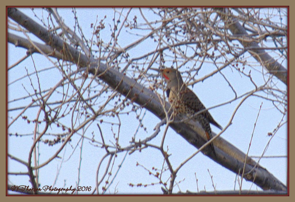 Northern Flicker 3-10-2016.jpg