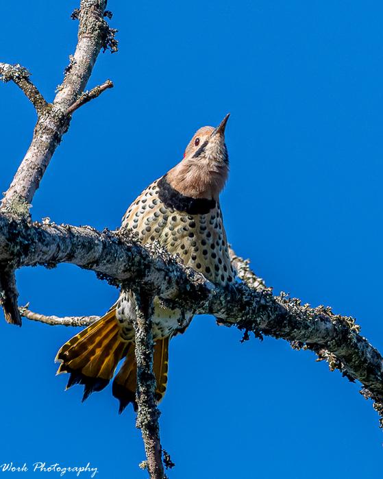 Northern Flicker calling-27.jpg