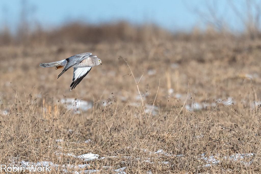 Northern Harrier-2.jpg