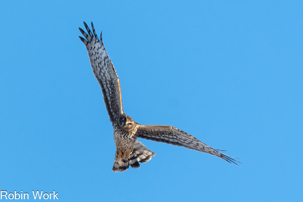 Northern Harrier--2.jpg