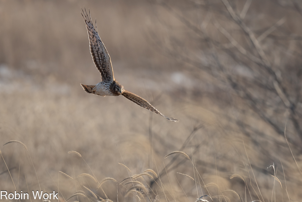 Northern Harrier--4.jpg