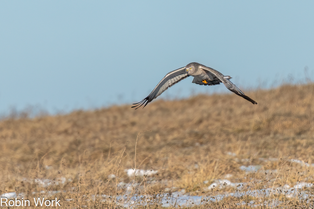 Northern Harrier--5.jpg
