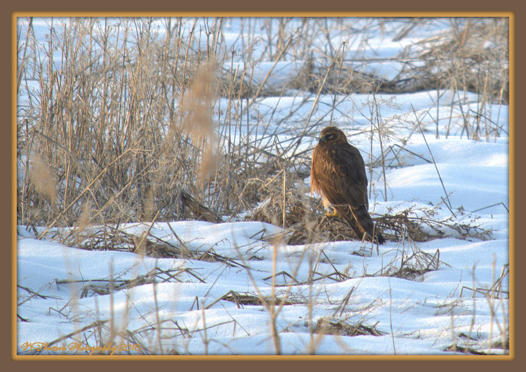 Northern Harrier at Farmington Bay 2-6-2016.jpg