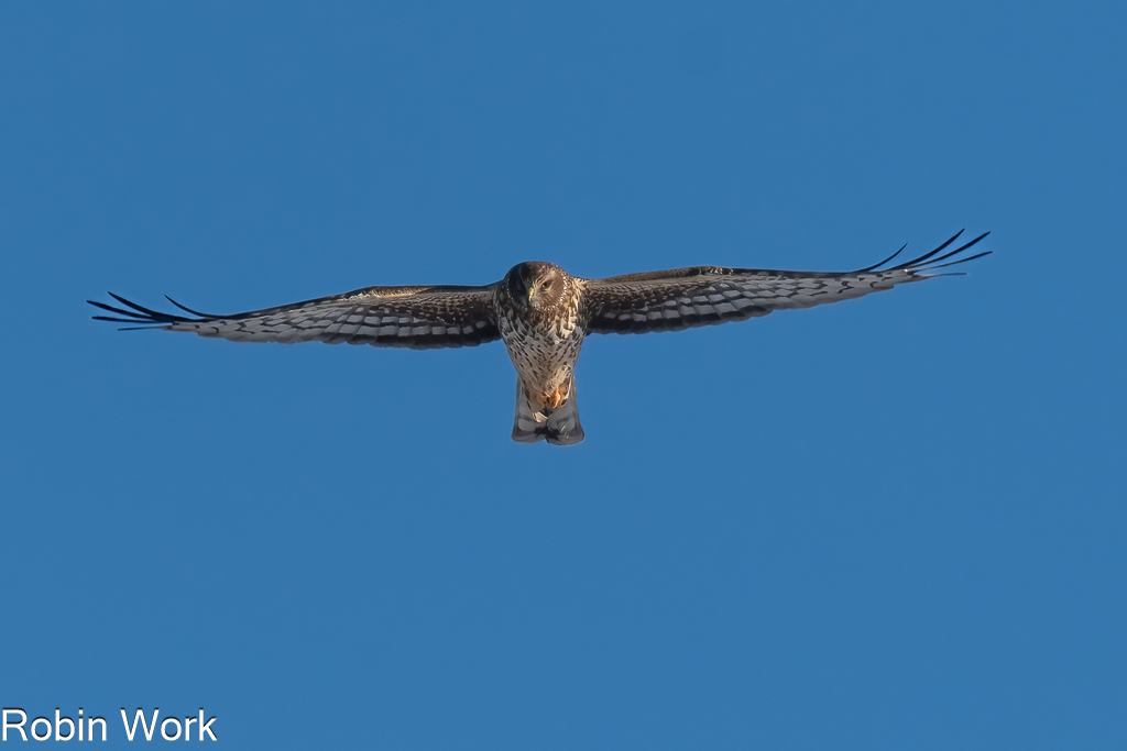 Northern Harrier-.jpg