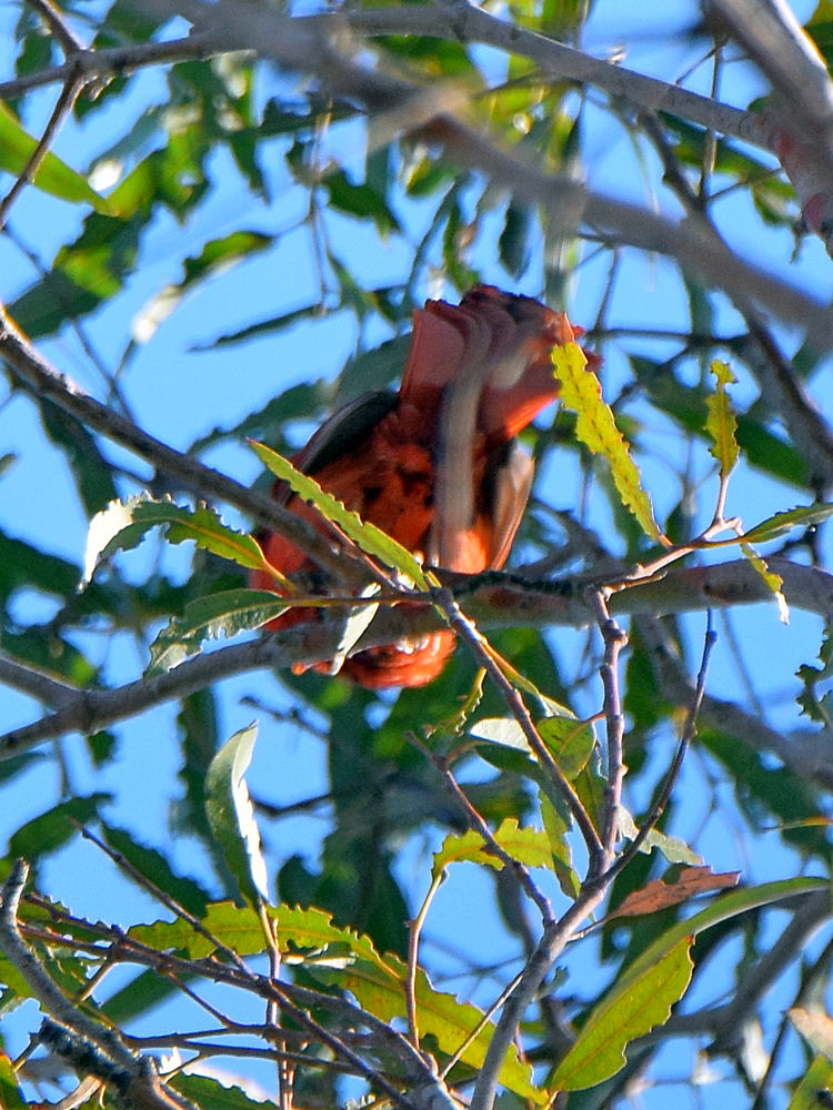 NorthernCardinal.jpg