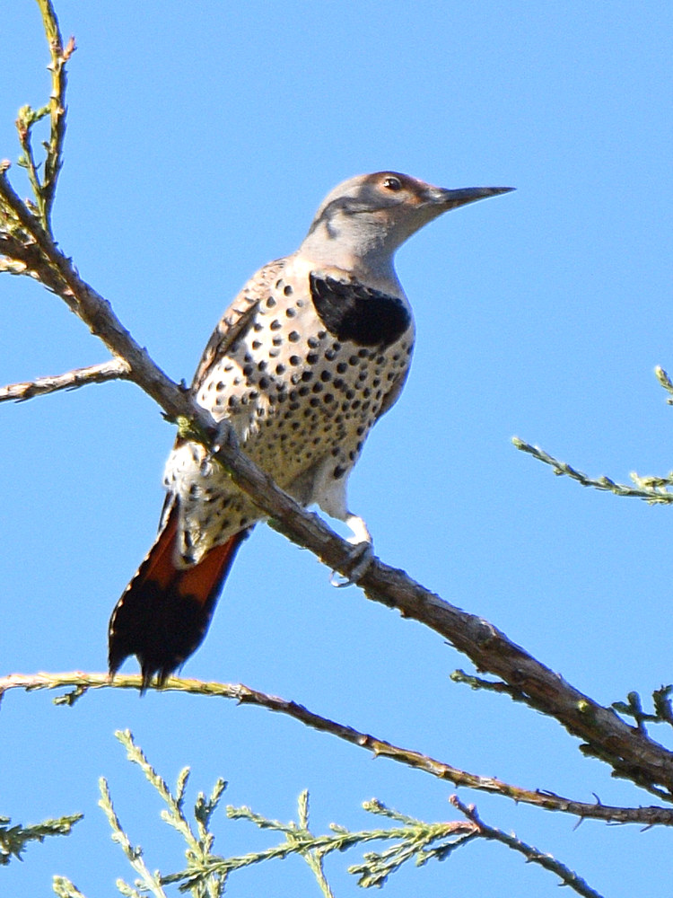 NorthernFlicker.jpg