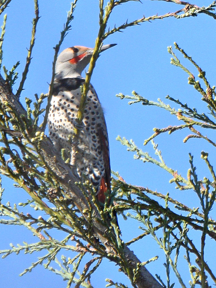 NorthernFlicker2.jpg
