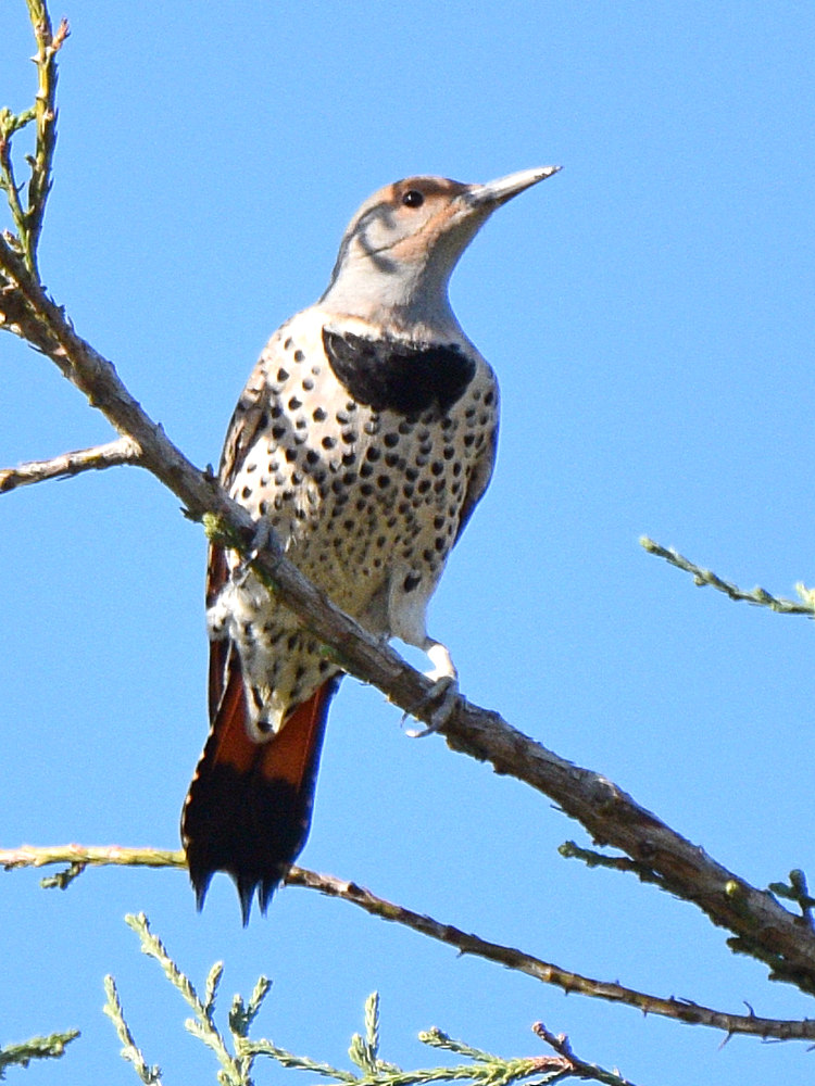 NorthernFlicker3.jpg