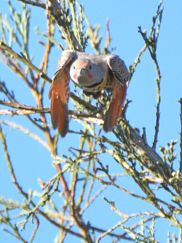 NorthernFlicker5.jpg