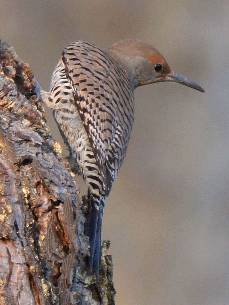 NorthernFlickerFemale3.jpg