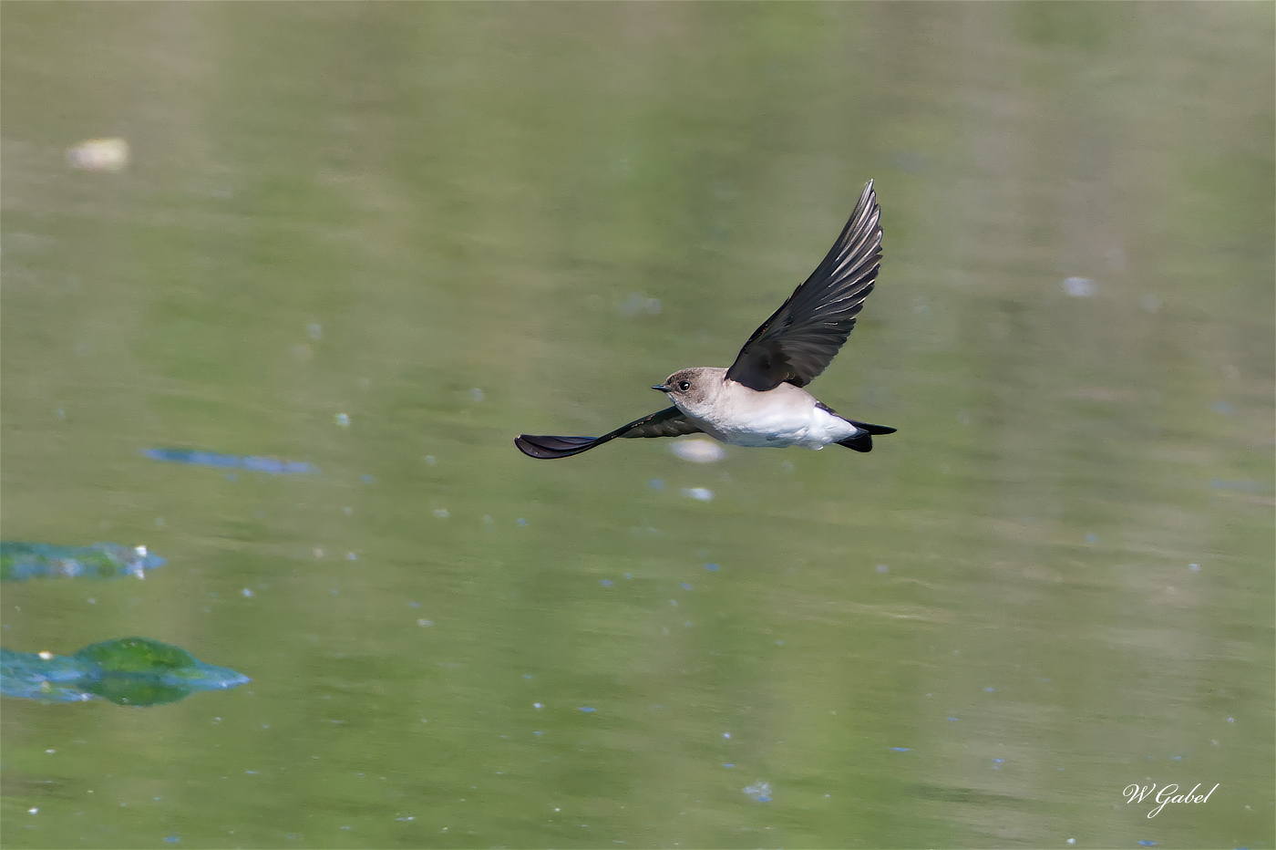 NorthernRoughWingSwallow4841 sm.jpg