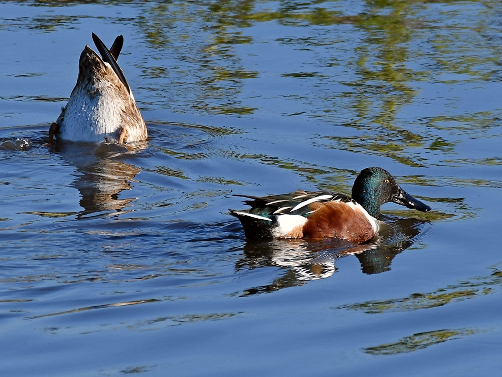 NorthernShoveler.jpg