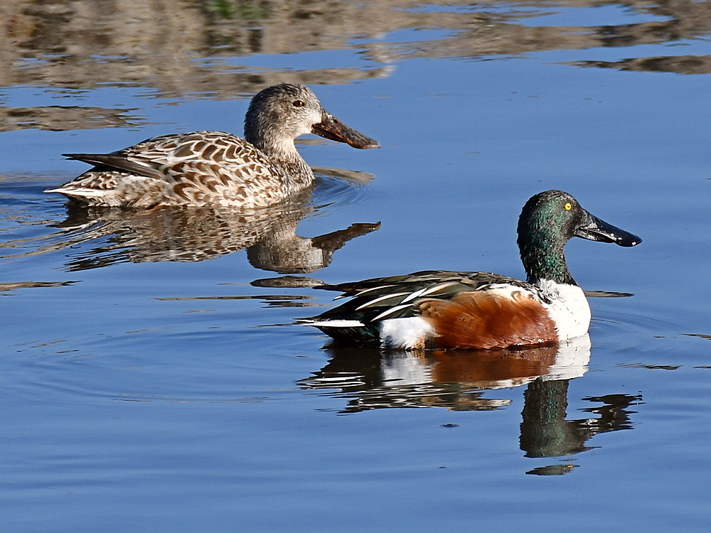 NorthernShoveler2.jpg