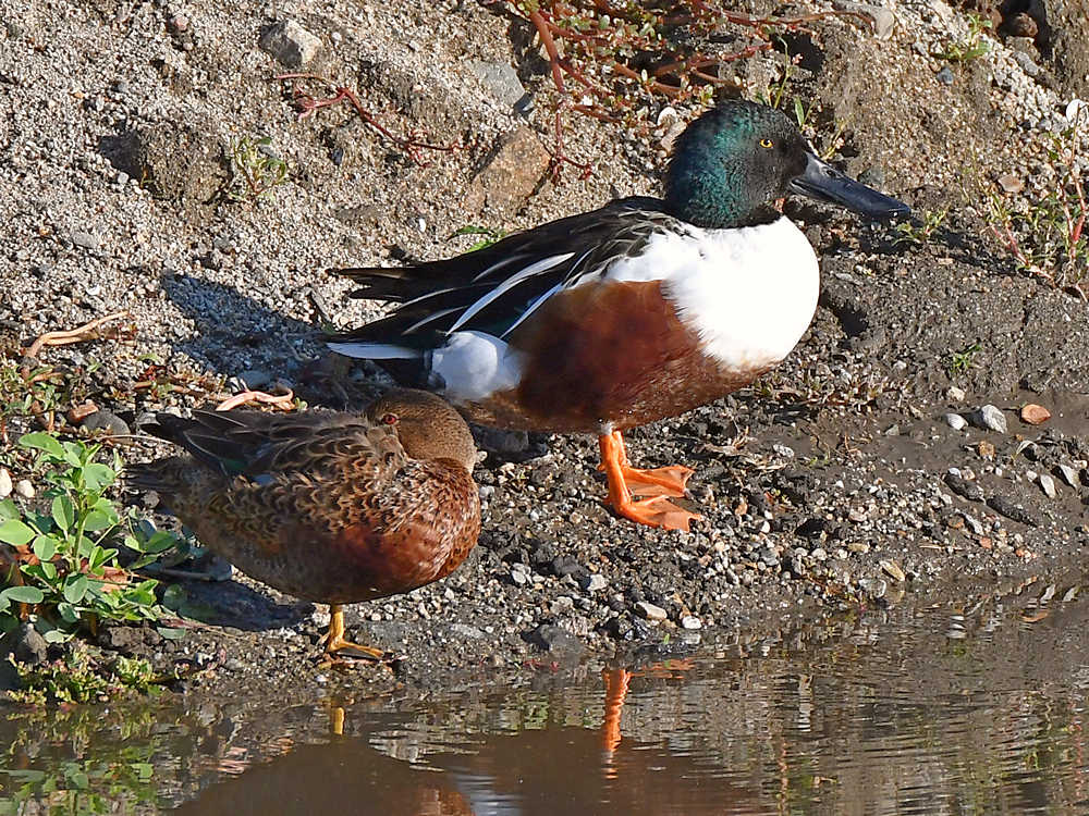 NorthernShoveler3.jpg