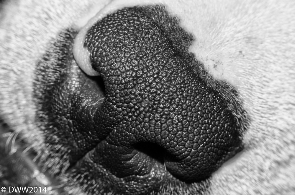 Nose.jpg