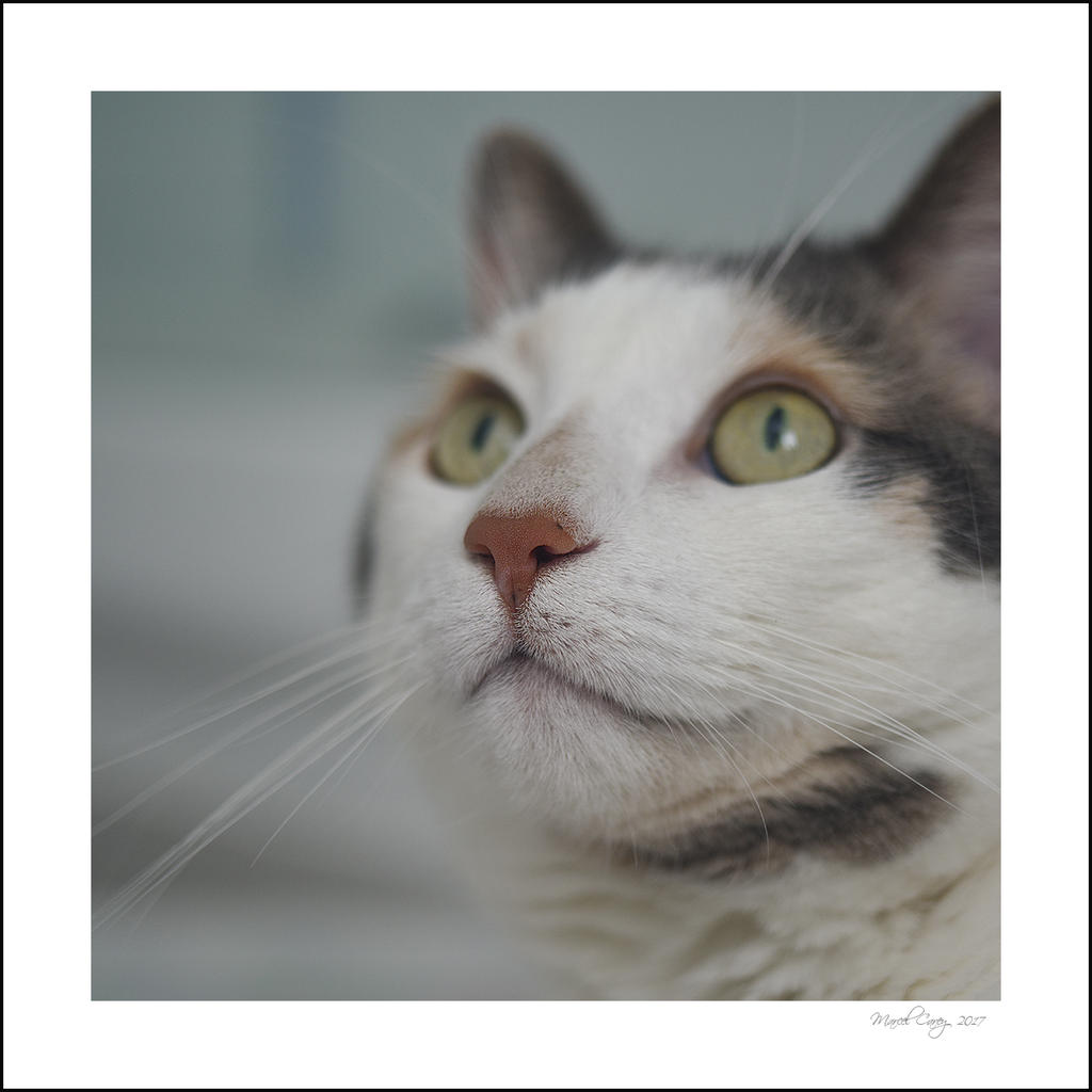 nosy.jpg
