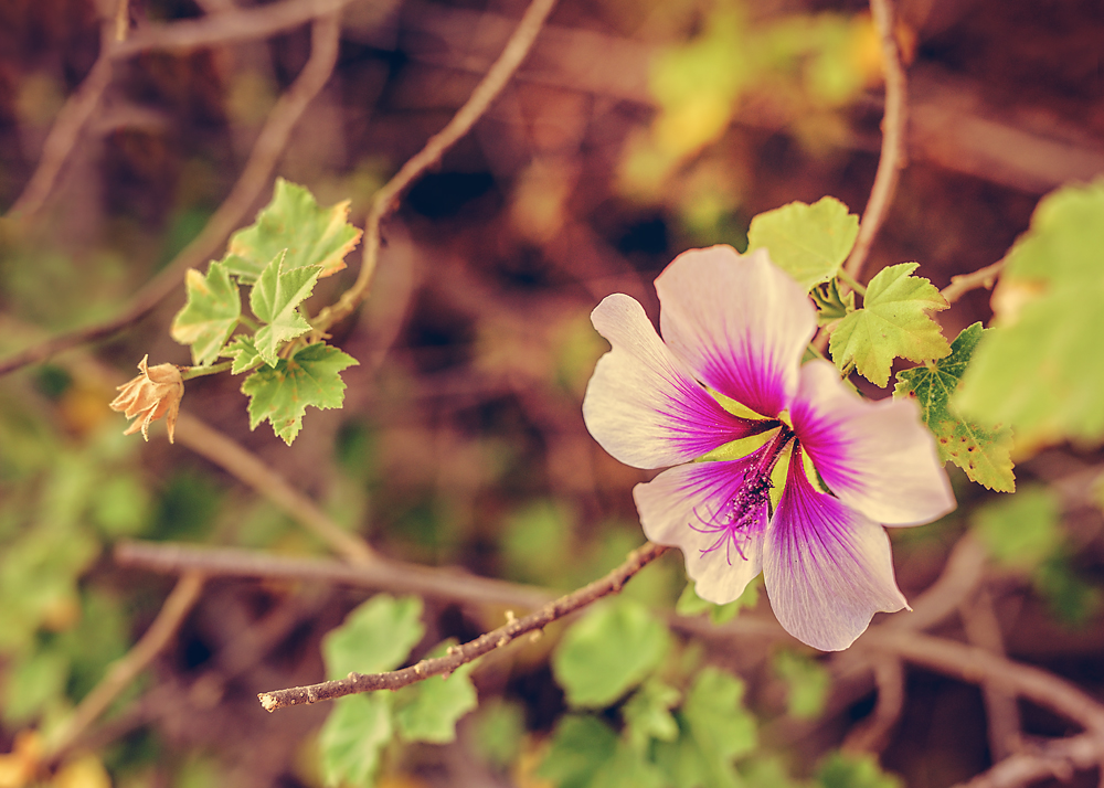 Not Just Another Flower Shot.jpg