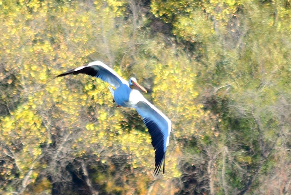 Nov 24th 2013 058.JPG