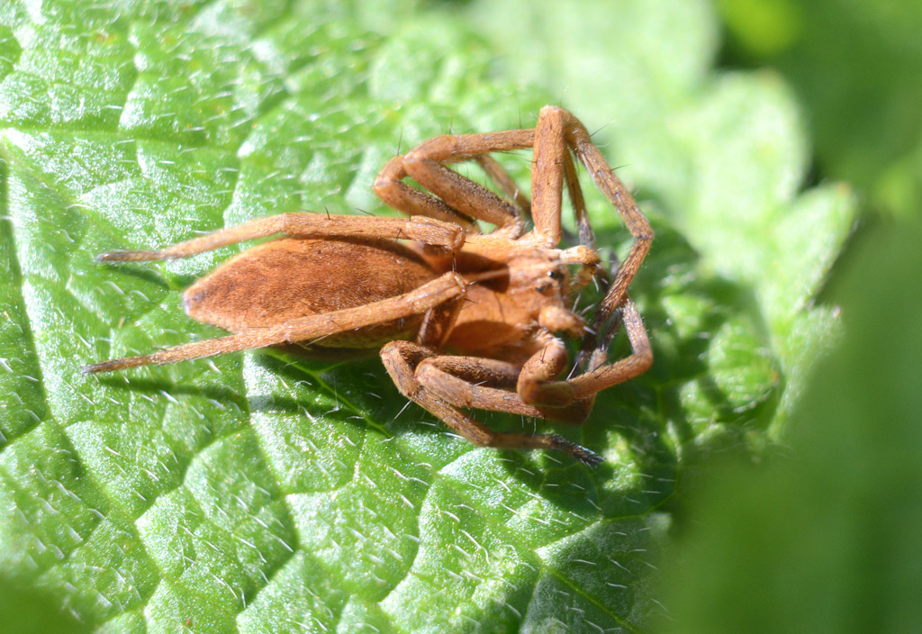 Nursery Web.jpg