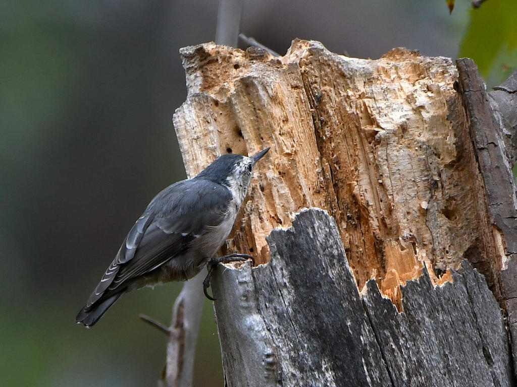 Nuthatch.jpg